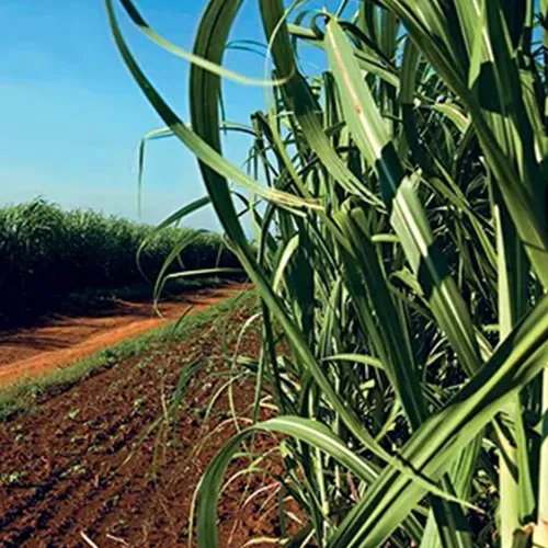 500x500_AzucarOrganica